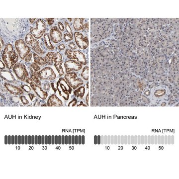 Anti-AUH antibody produced in rabbit Prestige Antibodies&#174; Powered by Atlas Antibodies, affinity isolated antibody, buffered aqueous glycerol solution