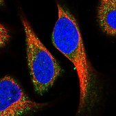 Anti-KCNG1 antibody produced in rabbit Prestige Antibodies&#174; Powered by Atlas Antibodies, affinity isolated antibody, buffered aqueous glycerol solution
