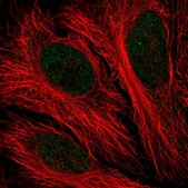 Anti-PFKFB2 antibody produced in rabbit Prestige Antibodies&#174; Powered by Atlas Antibodies, affinity isolated antibody, buffered aqueous glycerol solution
