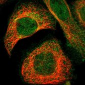 Anti-GNAI2 antibody produced in rabbit Prestige Antibodies&#174; Powered by Atlas Antibodies, affinity isolated antibody, buffered aqueous glycerol solution