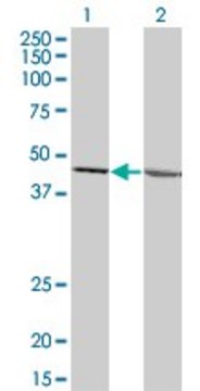 Monoclonal Anti-LFNG antibody produced in mouse clone 3C4, ascites fluid, solution