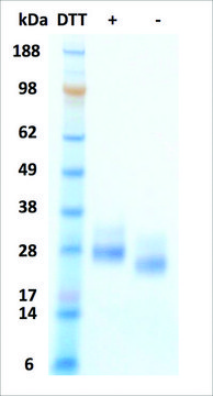 FLT-3 Ligand human recombinant, expressed in HEK 293 cells, &#8805;95% (SDS-PAGE)