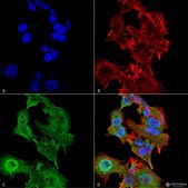 Monoclonal Anti-Lar/Ptprf - Atto 594 antibody produced in mouse clone S165-38, purified immunoglobulin