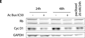 Anti-GAPDH antibody, Mouse monoclonal clone GAPDH-71.1, purified from hybridoma cell culture
