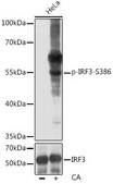 Anti-Phospho-IRF3-S386 antibody produced in rabbit