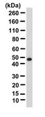Anticorps anti-protéine&nbsp;NeuN purifiée from guinea pig, purified by affinity chromatography