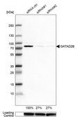 Anti-GATAD2B antibody produced in rabbit Prestige Antibodies&#174; Powered by Atlas Antibodies, affinity isolated antibody, buffered aqueous glycerol solution