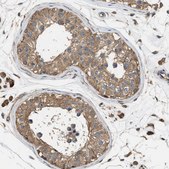 Anti-SLC36A4 antibody produced in rabbit Prestige Antibodies&#174; Powered by Atlas Antibodies, affinity isolated antibody, buffered aqueous glycerol solution