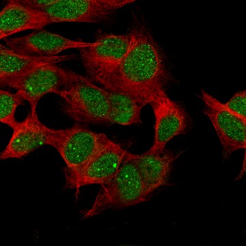 Monoclonal Anti-Cdk19 Antibody Produced In Mouse Prestige Antibodies&#174; Powered by Atlas Antibodies, clone CL14116, affinity isolated antibody, buffered aqueous glycerol solution