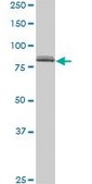 ANTI-SP1 antibody produced in mouse clone 4H6, purified immunoglobulin, buffered aqueous solution