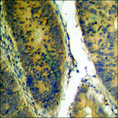 Anti-phospho-Bax (pSer184) antibody produced in rabbit affinity isolated antibody