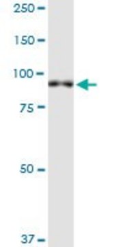 Monoclonal Anti-XPR1, (C-terminal) antibody produced in mouse clone 2G8, purified immunoglobulin, buffered aqueous solution