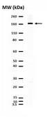 Anti-NR2B Antibody Upstate&#174;, from rabbit