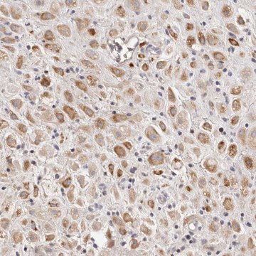 Anti-SCUBE2 antibody produced in rabbit Prestige Antibodies&#174; Powered by Atlas Antibodies, affinity isolated antibody, buffered aqueous glycerol solution