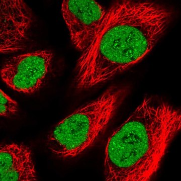 Anti-ZFHX4 antibody produced in rabbit Prestige Antibodies&#174; Powered by Atlas Antibodies, affinity isolated antibody, buffered aqueous glycerol solution