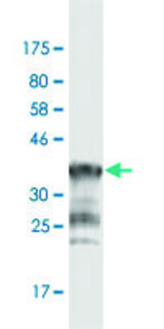 Monoclonal Anti-PCDHGA1 antibody produced in mouse clone 1D2, purified immunoglobulin, buffered aqueous solution