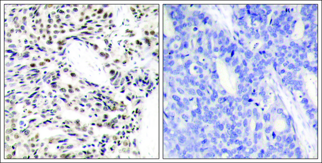 Anti-RELA (Ab-529) antibody produced in rabbit affinity isolated antibody