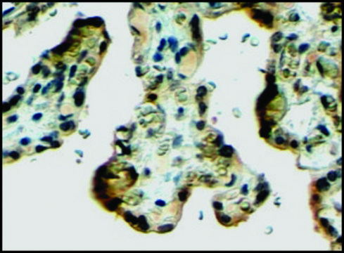 Anti-KL antibody produced in goat affinity isolated antibody, buffered aqueous solution