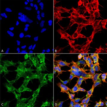 Monoclonal Anti-O-GlcNAc-Allophycocyanin antibody produced in mouse clone 9H6