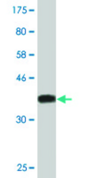 Monoclonal Anti-HOXC6 antibody produced in mouse clone 2A4, purified immunoglobulin, buffered aqueous solution