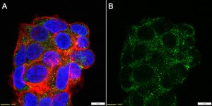 Anti-CCL20/MIP-3&#945; Antibody, clone 1F5-H1 ZooMAb&#174; Rabbit Monoclonal recombinant, expressed in HEK 293 cells