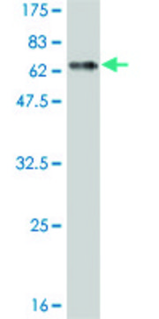 Monoclonal Anti-DLX3 antibody produced in mouse clone 3B8, purified immunoglobulin, buffered aqueous solution