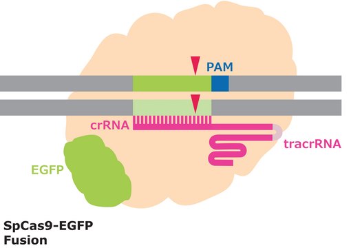 Cas9-GFP Protein from&nbsp;Streptococcus pyogenes, fused with enhanced GFP, recombinant, expressed in&nbsp;E. coli, 3X NLS