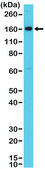 Anti-CD163 antibody, Rabbit monoclonal recombinant, expressed in HEK 293 cells, clone RM371, purified immunoglobulin