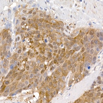 Anti-PCBD1 Antibody, clone 10M5E3, Rabbit Monoclonal
