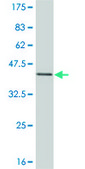 Monoclonal Anti-ESR2 antibody produced in mouse clone 3F3, purified immunoglobulin, buffered aqueous solution