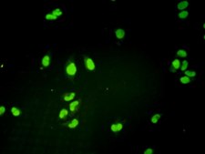 Monoclonal Anti-GTF2H1 antibody produced in mouse clone 1F12-1B5, purified immunoglobulin, buffered aqueous solution