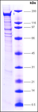 BRG1, wild type human recombinant, expressed in insect cells, &#8805;80% (SDS-PAGE)