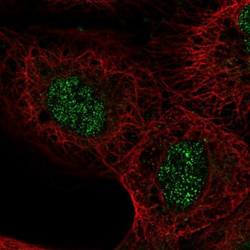 Anti-ASXL2 antibody produced in rabbit Prestige Antibodies&#174; Powered by Atlas Antibodies, affinity isolated antibody