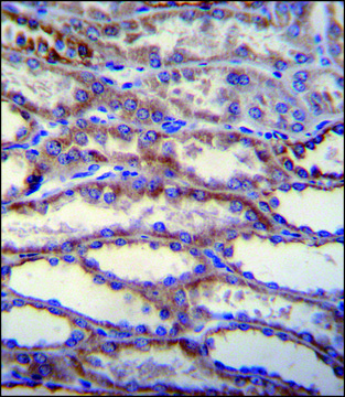 ANTI-SHISA3 (C-TERM) antibody produced in rabbit IgG fraction of antiserum, buffered aqueous solution