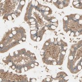 Anti-MRVI1 antibody produced in rabbit Prestige Antibodies&#174; Powered by Atlas Antibodies, affinity isolated antibody, buffered aqueous glycerol solution