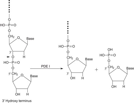 Phosphodiesterase I from Crotalus adamanteus venom vial of &#8805;100&#160;units, Purified