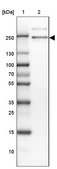 Anti-ARHGEF40 antibody produced in rabbit Prestige Antibodies&#174; Powered by Atlas Antibodies, affinity isolated antibody, buffered aqueous glycerol solution, ab2