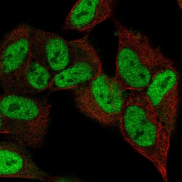 Anti-ZNF333 antibody produced in rabbit Prestige Antibodies&#174; Powered by Atlas Antibodies, affinity isolated antibody