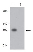 Anti-Nephrin Antibody from rabbit, purified by affinity chromatography