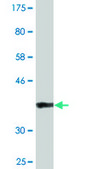 Monoclonal Anti-BAZ2B antibody produced in mouse clone 2D10, purified immunoglobulin, buffered aqueous solution