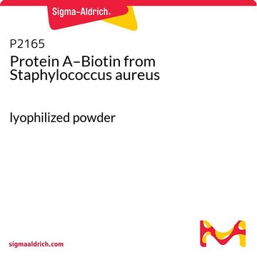 Protein A–Biotin from Staphylococcus aureus lyophilized powder