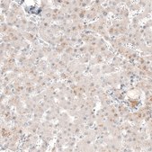 Anti-NMU antibody produced in rabbit Prestige Antibodies&#174; Powered by Atlas Antibodies, affinity isolated antibody, buffered aqueous glycerol solution