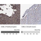 Anti-COBL antibody produced in rabbit Prestige Antibodies&#174; Powered by Atlas Antibodies, affinity isolated antibody, buffered aqueous glycerol solution, Ab1