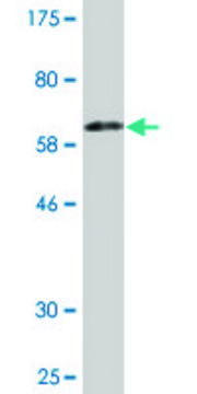 Monoclonal Anti-KDSR antibody produced in mouse clone 3E8, purified immunoglobulin, buffered aqueous solution