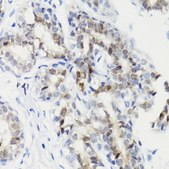 Anti-Phospho-Stat3-S727 antibody produced in rabbit