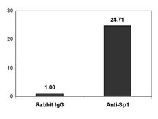 Magna ChIP&#174; Protein A Magnetic Beads Recombinant Protein A covalently bound to magnetic beads for use in chromatin immunoprecipitations (ChIP assays). These protein A beads provide users a more rapid, reproducible &amp; efficient reagent for collecting immunocomplexes vs. agarose beads.