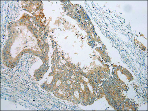 Anti-VSIG8 affinity isolated antibody