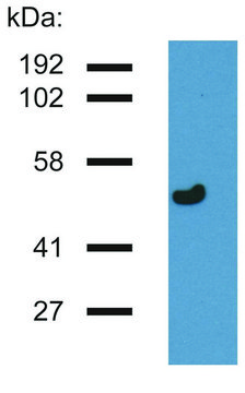 Monoclonal Anti-gammaTubulin antibody produced in mouse clone TU-32