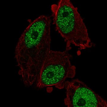 Anti-Med26 Antibody Produced In Rabbit Prestige Antibodies&#174; Powered by Atlas Antibodies, affinity isolated antibody, buffered aqueous glycerol solution