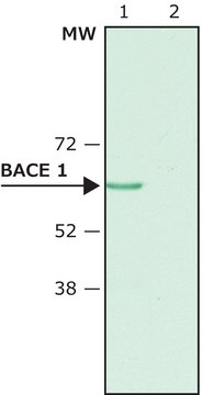 Anti-BACE 1, N-Terminus (46-62) antibody produced in rabbit affinity isolated antibody, buffered aqueous solution